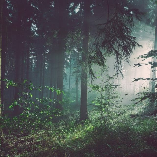 Image of a forest